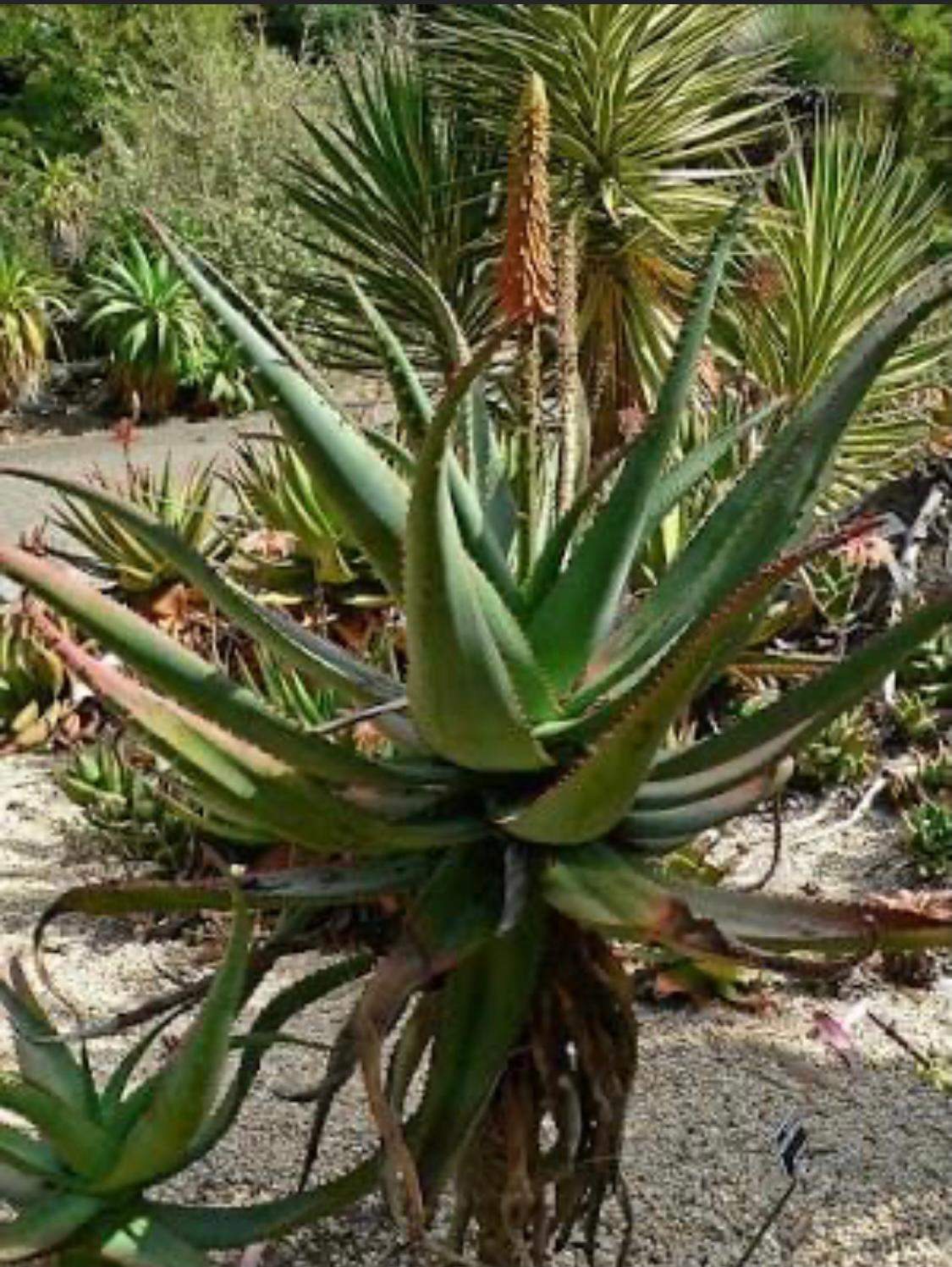 Aloe Vera, plantă vindecătoare - îngrijire și proprietăți