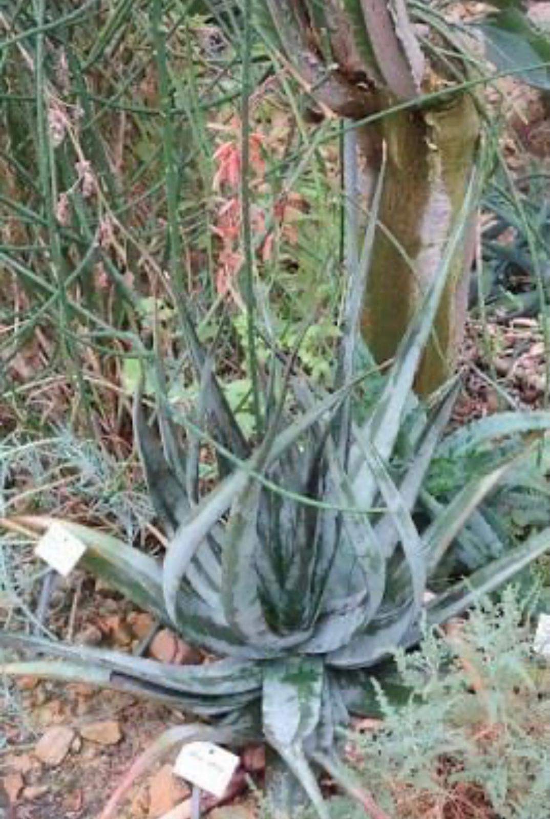 Aloe Vera, plantă vindecătoare - îngrijire și proprietăți