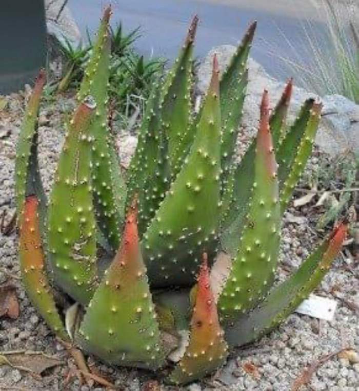 Aloe Vera, plantă vindecătoare - îngrijire și proprietăți