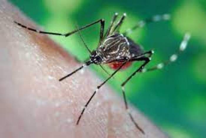 Un țânțar pe pilea unui om