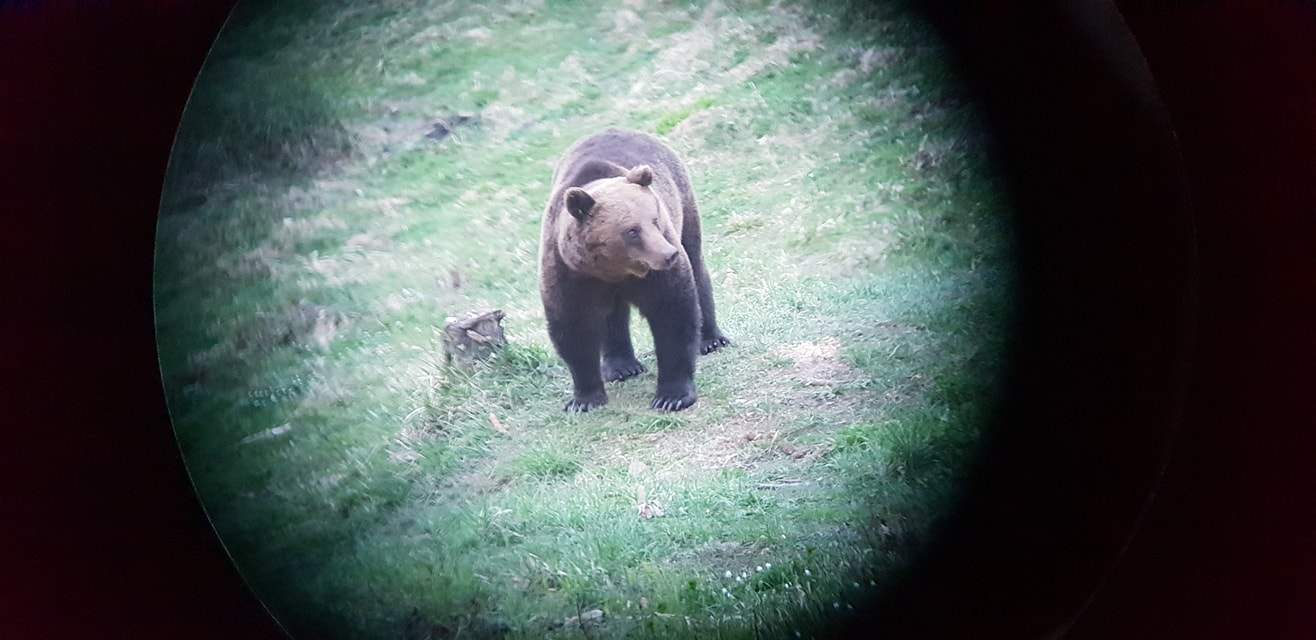 Un cioban a murit, după ce a fost atacat de un urs la o stână din Harghita. Un altul, care fusese dat dispărut, s-a ales cu răni extrem de grave