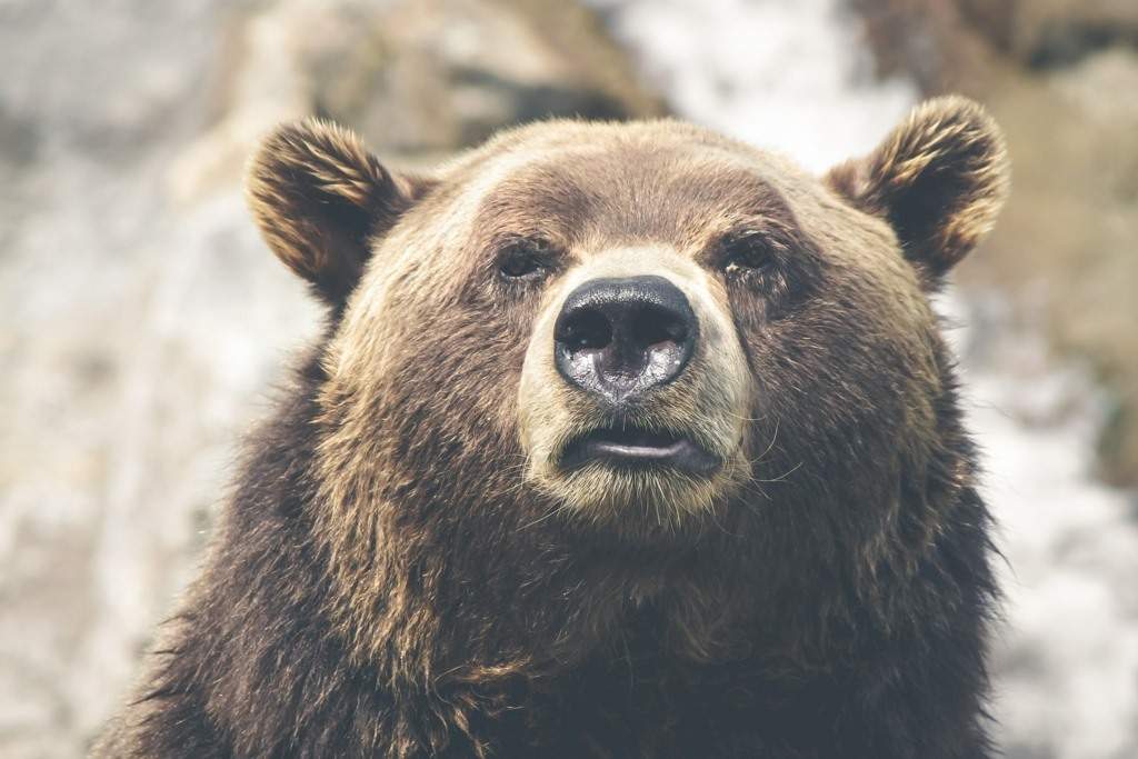 Un cioban a murit, după ce a fost atacat de un urs la o stână din Harghita. Un altul, care fusese dat dispărut, s-a ales cu răni extrem de grave