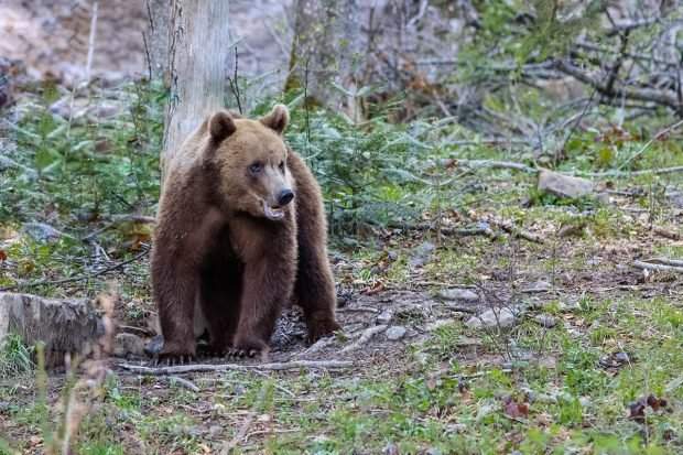 Un cioban a murit, după ce a fost atacat de un urs la o stână din Harghita. Un altul, care fusese dat dispărut, s-a ales cu răni extrem de grave