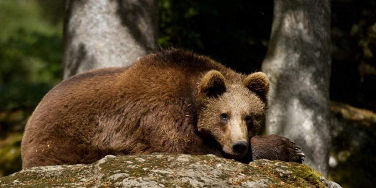 Ursul care o omorât un tânăr din Harghita va fi ucis. Anunțul făcut de către ministrul Tanczos Barna