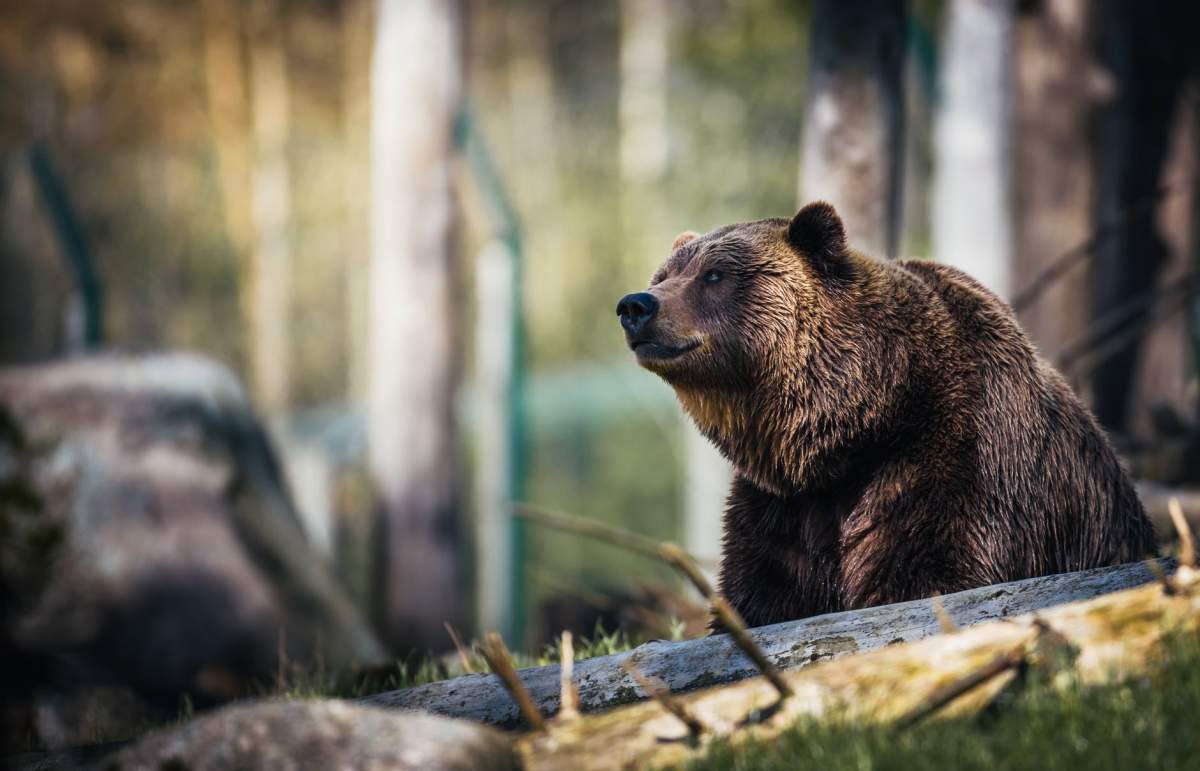 Un cioban din Mureș, în vârstă de 80 de ani, a fost omorât de urs. Trupul neînsuflețit a fost găsit cu o dronă