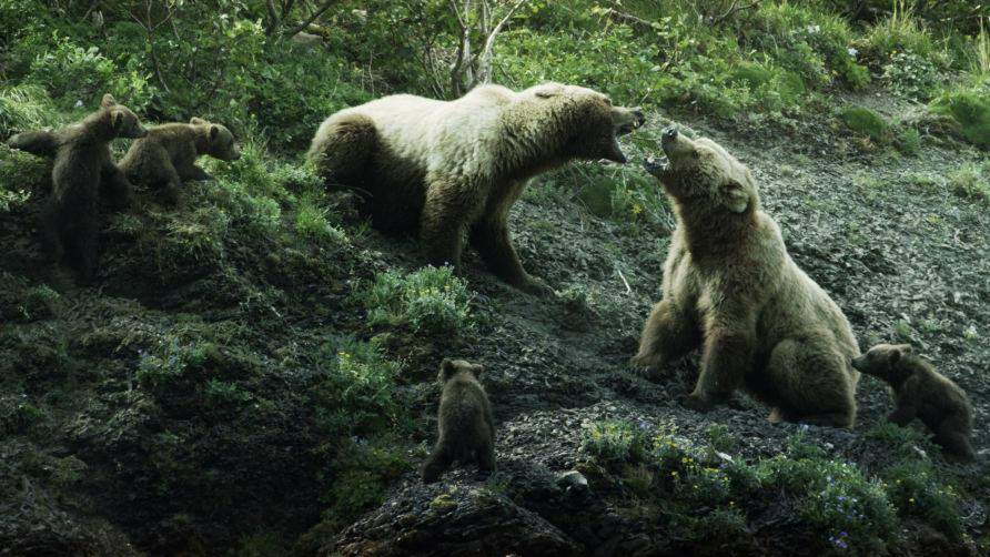Un cioban din Mureș, în vârstă de 80 de ani, a fost omorât de urs. Trupul neînsuflețit a fost găsit cu o dronă