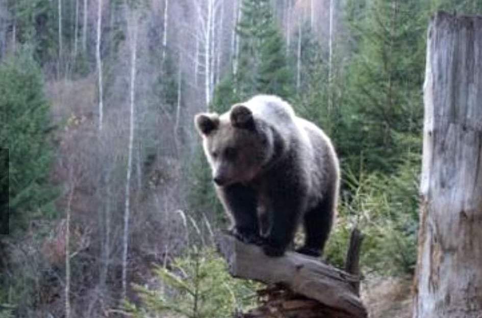 Un urs prin pădure, pe o stâncă