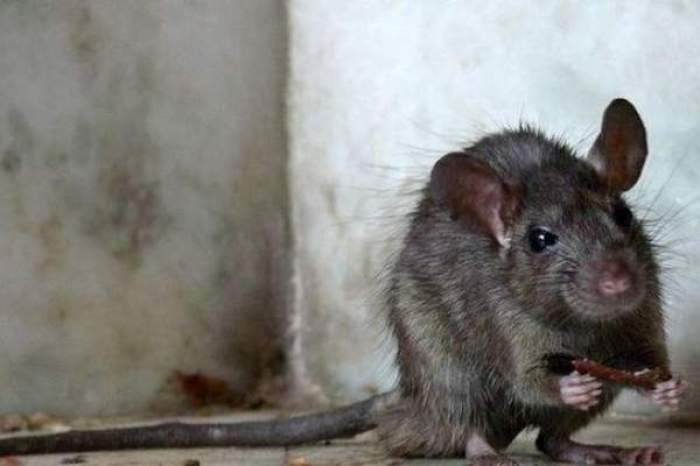 Un șobolan în colțul unei încăperi