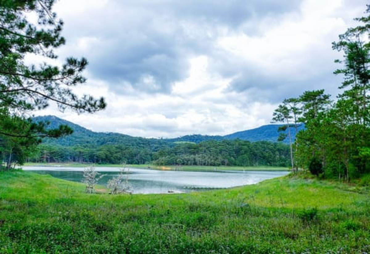 lac și verdeață