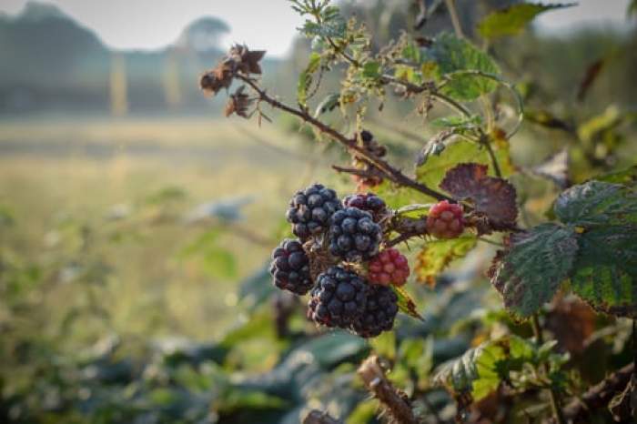 Sirop de mure natural - rețete și beneficii