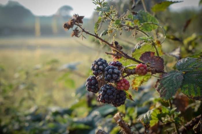 Sirop de mure natural - rețete și beneficii