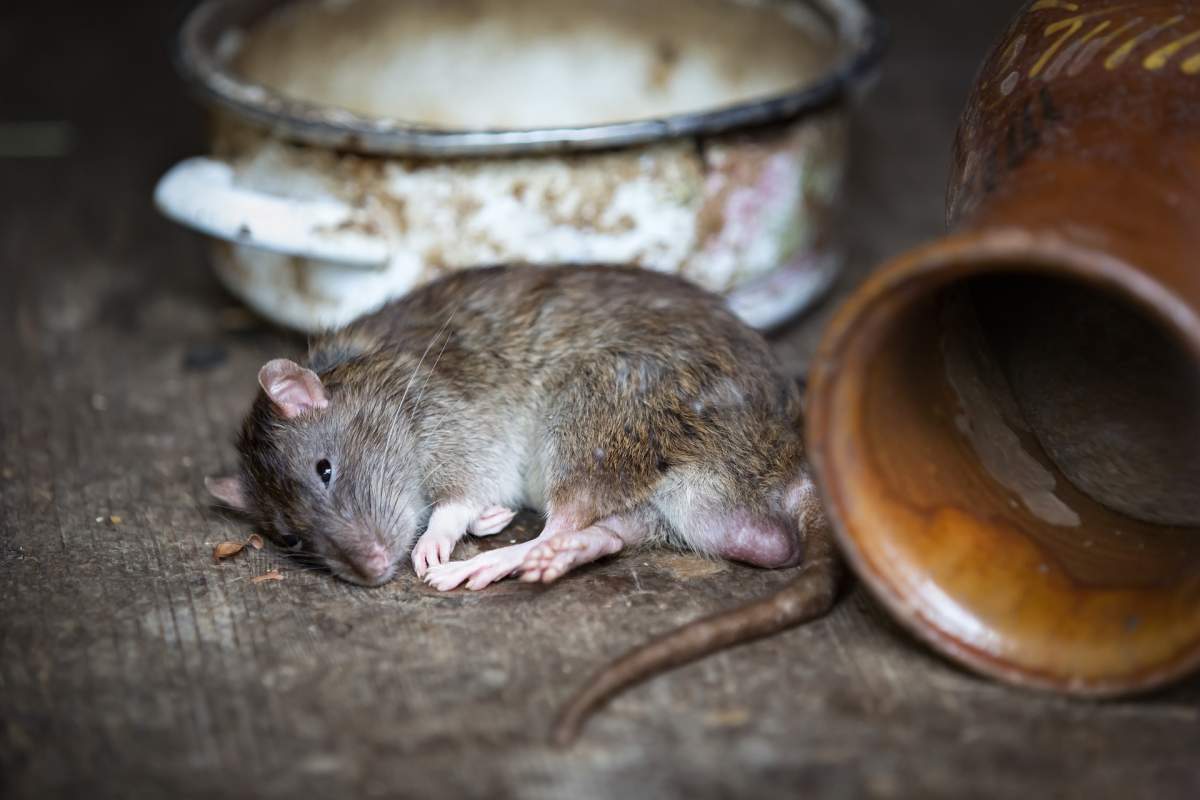 Mărturiile șocante ale mamei băiețelului mușcat de un șobolan în comuna Chiajna: „A plâns mult”. Locuitorii sunt indignați: „Sunt cât pisicile de mari”