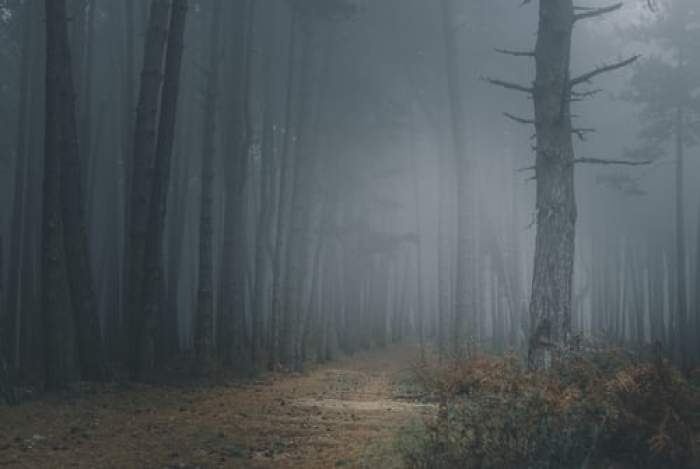 ceață în pădure