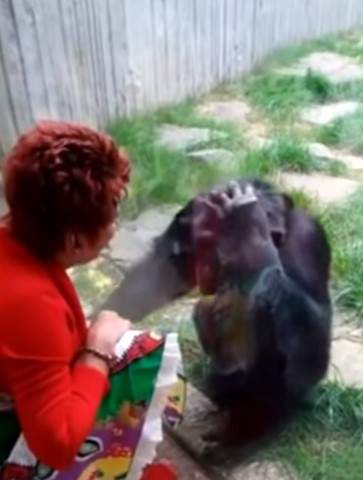 Cine este femeia care s-a îndrăgostit de un cimpanzeu. Grădina zoologică i-a interzis să-l mai viziteze: „Și el mă iubește" / VIDEO