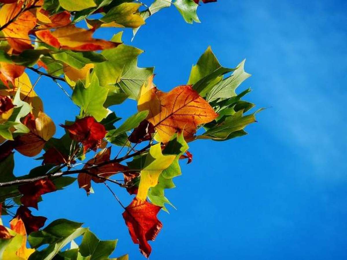 Frunze de toamnă pe cerul albastru