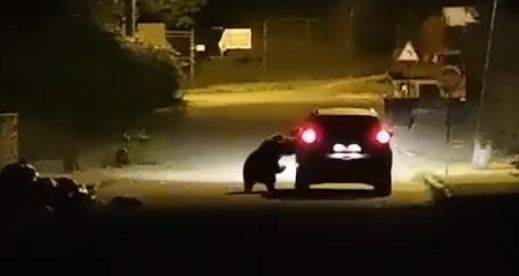 O ursoaciă aleargă o mașină