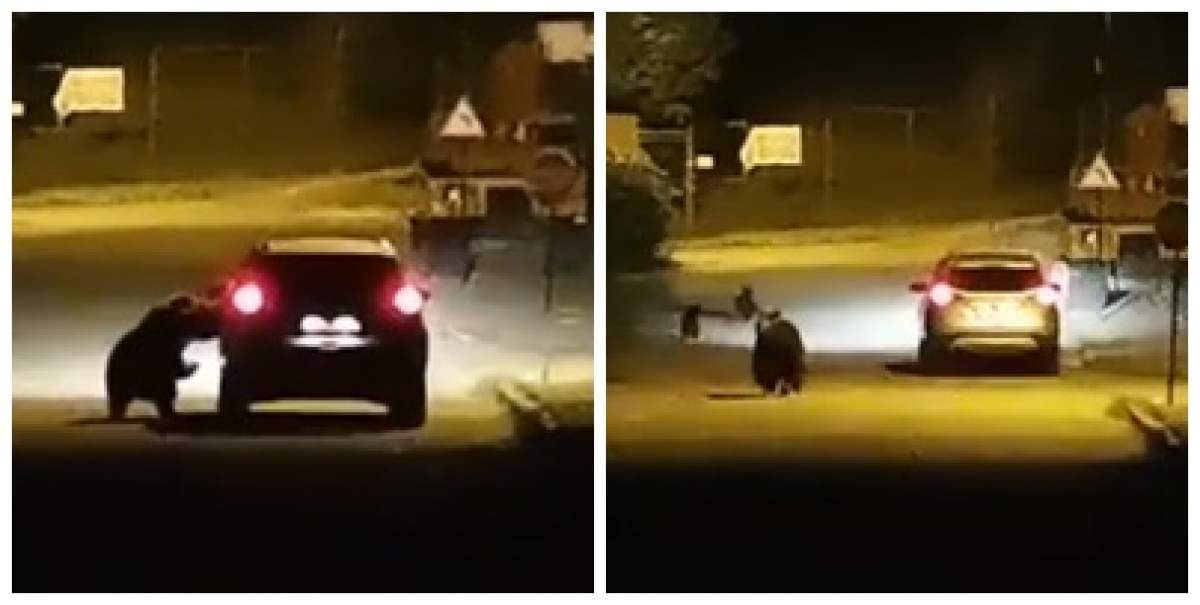 Colaj foto cu ursul care atacă mașina