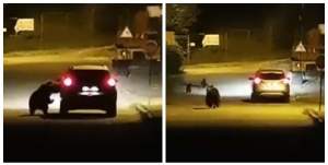 O ursoaică și trei pui au atacat o mașină, în Bușteni. Șoferul a încercat să evite animalele / VIDEO