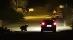 O ursoaică și trei pui au atacat o mașină, în Bușteni. Șoferul a încercat să evite animalele / VIDEO