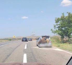Un șofer a înghesuit în portbagajul său o vacă și un berbec. Participanții din trafic au rămas șocați