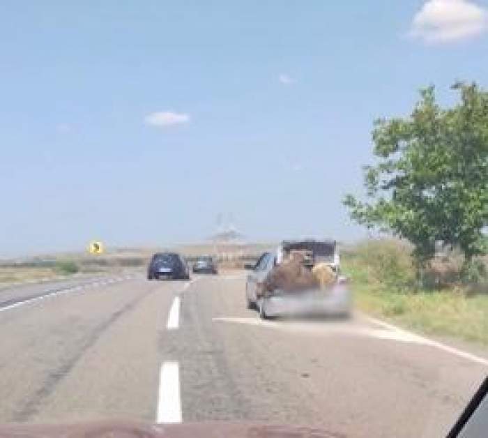 Un șofer a înghesuit în portbagajul său o vacă și un berbec. Participanții din trafic au rămas șocați