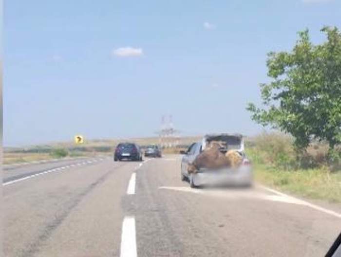 Un șofer a înghesuit în portbagajul său o vacă și un berbec. Participanții din trafic au rămas șocați