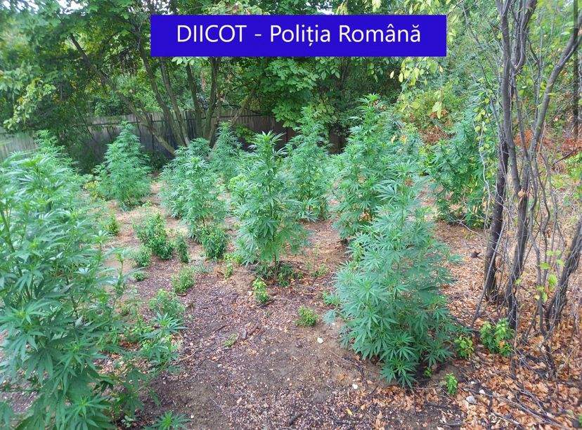 Peste 200 de plante de cannabis, confiscate în 3 județe din țară. Ofițerii DIICOT au deschis proces verbal / FOTO