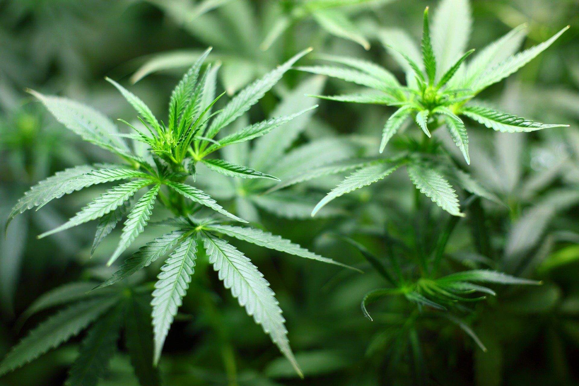 Peste 200 de plante de cannabis, confiscate în 3 județe din țară. Ofițerii DIICOT au deschis proces verbal / FOTO