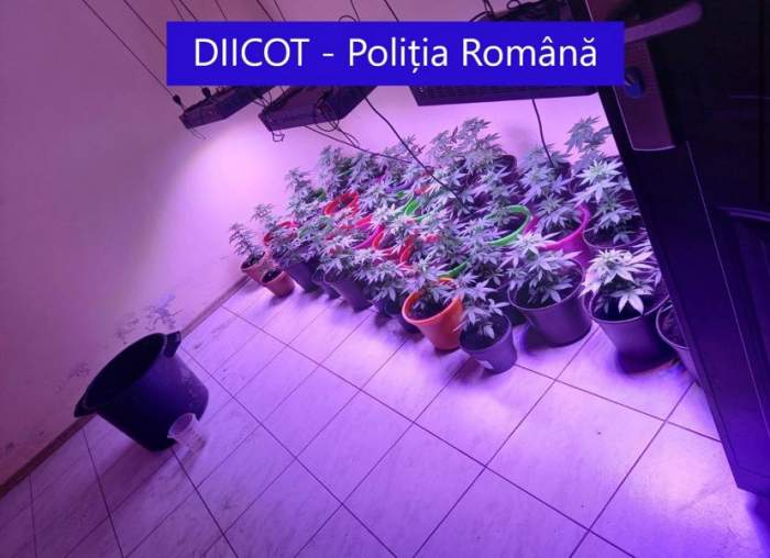 Peste 200 de plante de cannabis, confiscate în 3 județe din țară. Ofițerii DIICOT au deschis proces verbal / FOTO