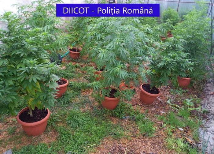 Peste 200 de plante de cannabis, confiscate în 3 județe din țară. Ofițerii DIICOT au deschis proces verbal / FOTO