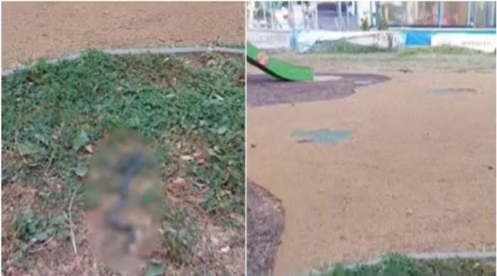 Descoperire șocantă într-un parc din București. Un șarpe de un metru a fost găsit la locul de joacă pentru copii / FOTO
