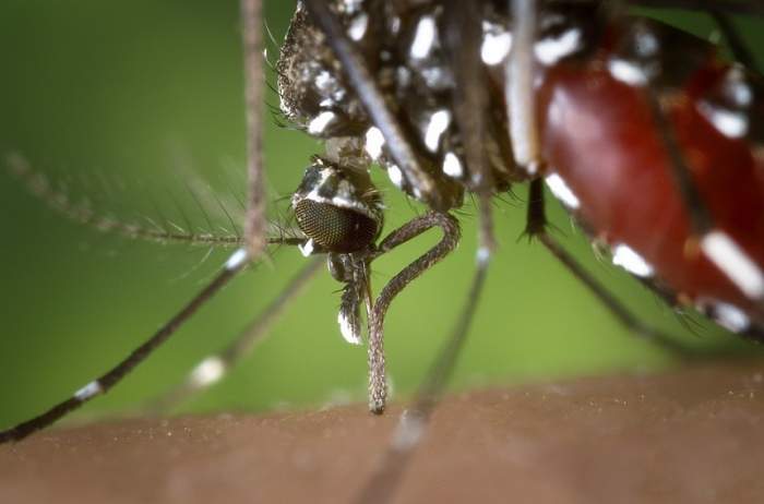 Primul caz de infectare cu virusul West Nile din România, în acest an