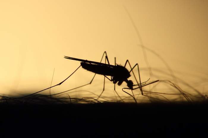 Primul caz de infectare cu virusul West Nile din România, în acest an