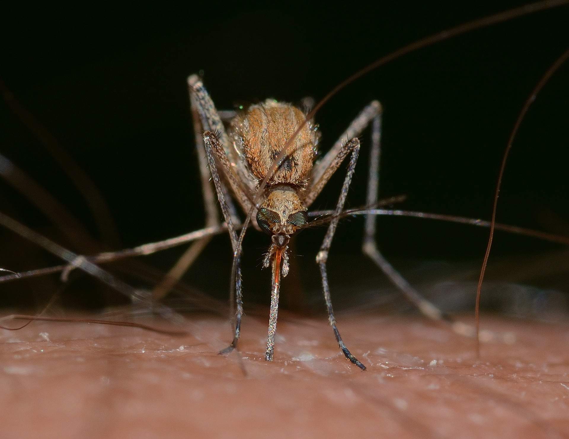 Primul caz de infectare cu virusul West Nile din România, în acest an