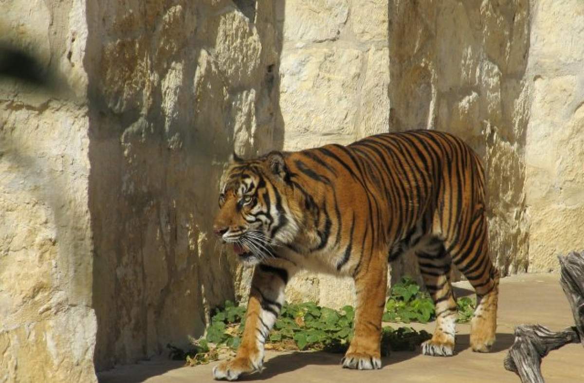 Scene de groază în Chile! O îngrijitoare de la un parc safari a fost ucisă de un tigru: "Calvarul femeii a fost scurt"