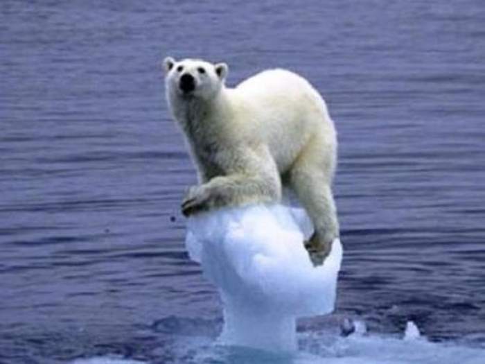 Un urs polar pe gheață