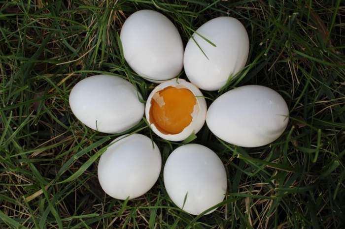ouă puse în formă de floare