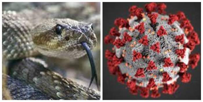 Colaj foto cu un șarpe și semnul de coronavirus