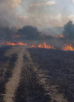 Incendiu la Hipodromul din parcul ”Nicolae Romanescu” din Craiova. Flăcările mistuitoare au cuprins cinci hectare de vegetație / FOTO