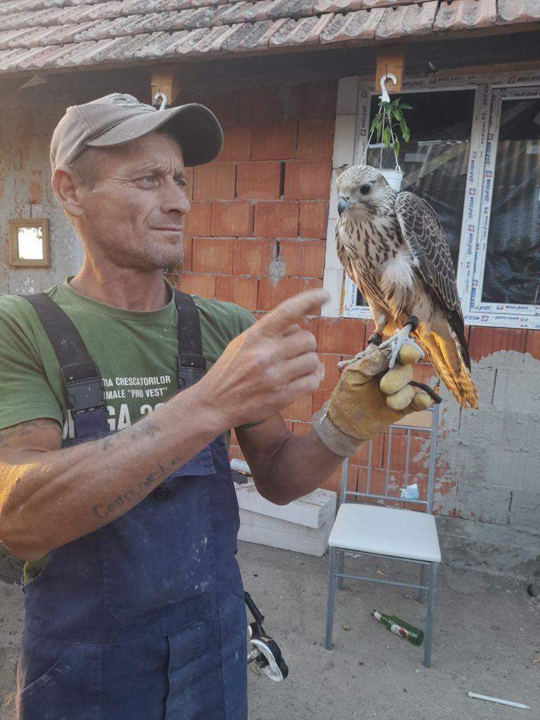 Un bărbat din Arad s-a trezit cu 20 de mii de euro în curte, după ce un uliu valoros a zburat din Slovacia în România / FOTO