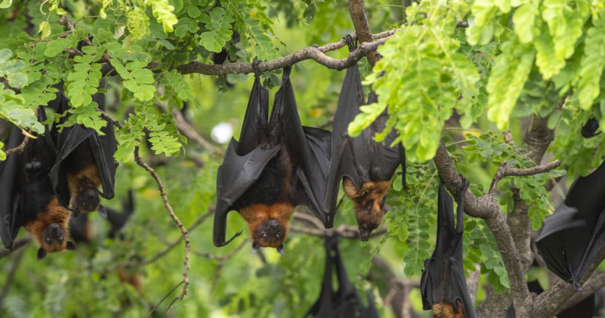 Un bărbat din SUA  a murit după ce a fost mușcat în somn de un liliac. Ce au găsit autoritățile în locuința victimei