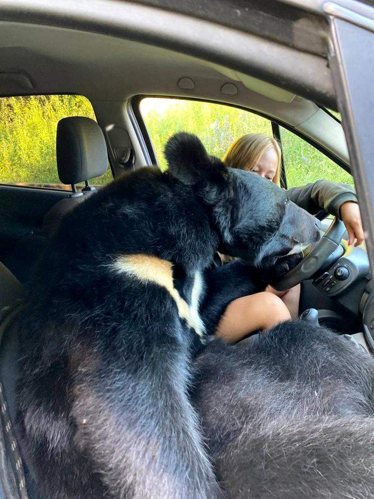 O tânără din Rusia a fost surprinsă în timp ce conducea, iar un urs o acompania pe locul din dreapta. "Este un animal curios și..." / FOTO