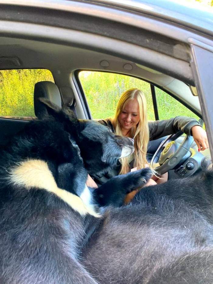 O tânără din Rusia a fost surprinsă în timp ce conducea, iar un urs o acompania pe locul din dreapta. "Este un animal curios și..." / FOTO