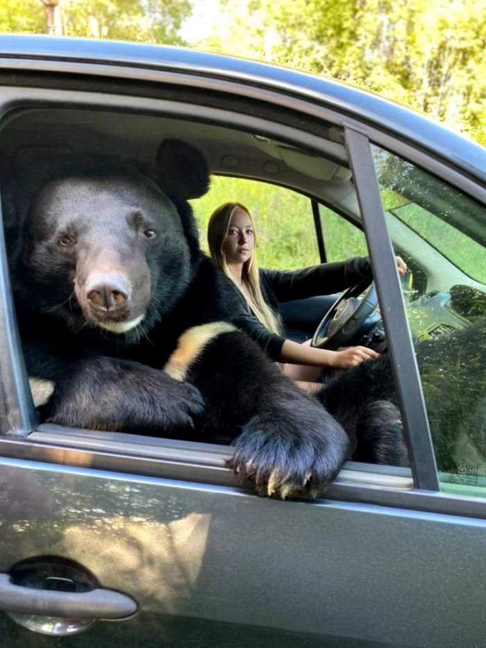 O tânără din Rusia a fost surprinsă în timp ce conducea, iar un urs o acompania pe locul din dreapta. "Este un animal curios și..." / FOTO