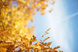 Frunzele îngălbenite ale unui copac