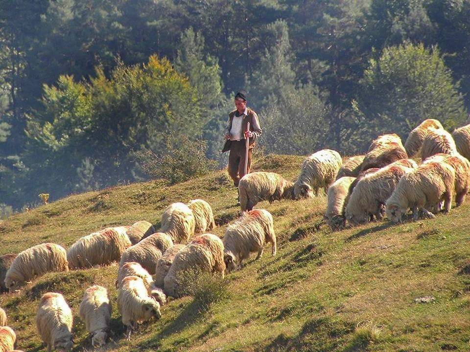 Ce înseamnă răvășitul oilor, obicei vechi românesc din zonele de munte