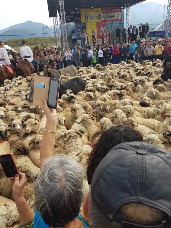 Ce înseamnă răvășitul oilor, obicei vechi românesc din zonele de munte