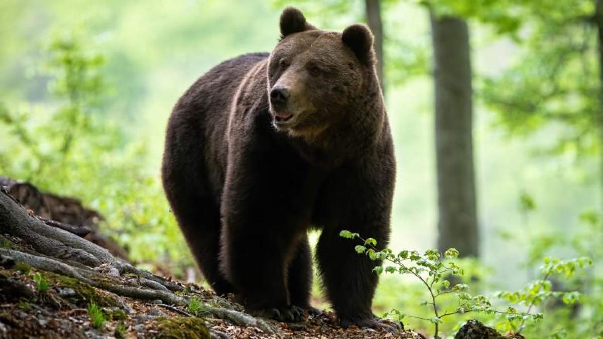 Decizie aprobată de Senat! Un nou proiect de lege permite împușcarea urșilor agresivi