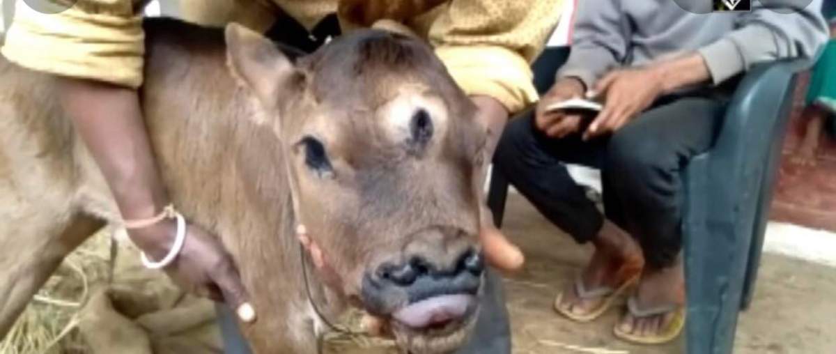 Vițelul cu 3 ochi și 4 nări