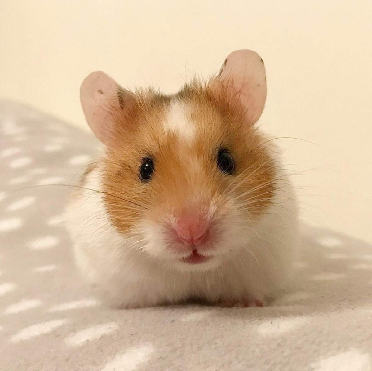 hamster Apelul care i-a uimit pe angajații de la DSP Iași! O femeie a cerut certificat verde pentru hamsterul ei